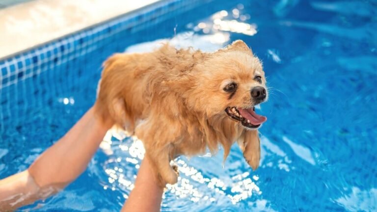 hydrotherapy for dogs