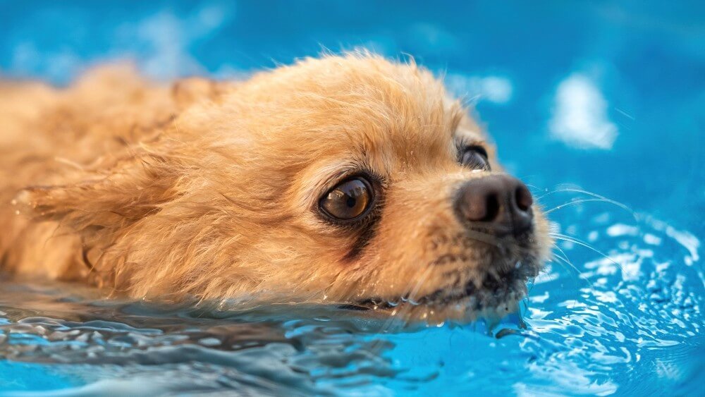 hydrotherapy for dogs at home